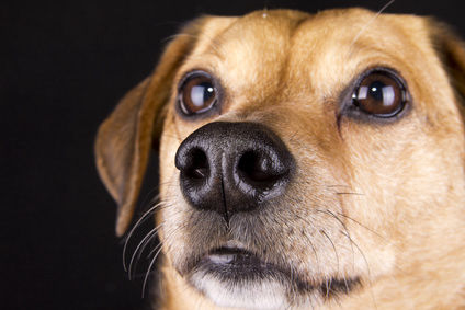 Animalerie pour chien : Morin France, Monthl&eacute;ry en Essones