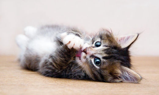 Animalerie pour chat: Morin France, Monthl&eacute;ry en Essones