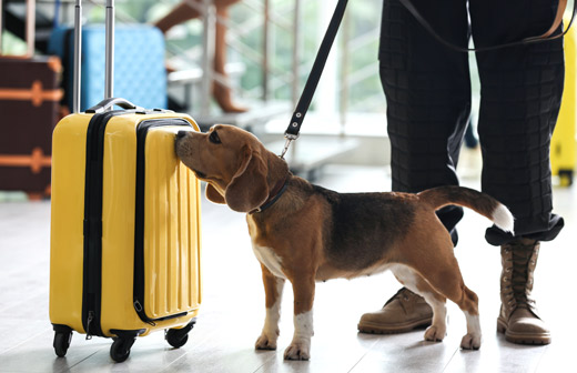 A quoi servent les chiens de d�tection ? 