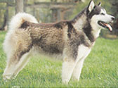 Alaskan Malamute