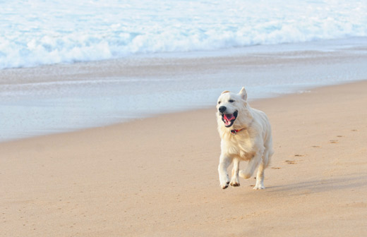 Aller � la plage avec son chien, c�est possible ?