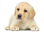 Apprenez � votre chien � rester seul