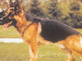 Fiches Races Chiens