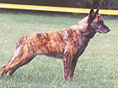 Fiches Races Chiens