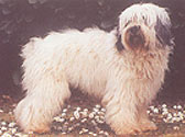 Fiches Races Chiens