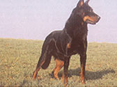 Fiches Races Chiens