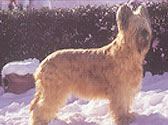 Fiches Races Chiens