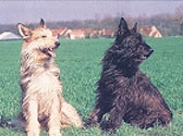 Fiches Races Chiens