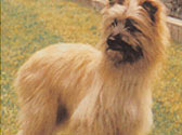 Fiches Races Chiens