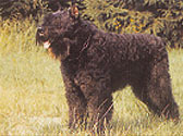Fiches Races Chiens