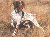 Fiches Races Chiens