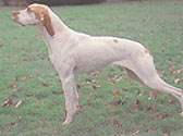 Fiches Races Chiens