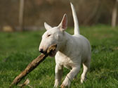 Fiches Races Chiens