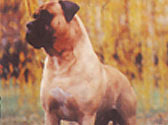 Fiches Races Chiens
