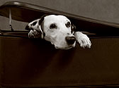 Comment choisir une CAGE DE TRANSPORT pour chien ou chat ? Comment choisir une CAGE DE TRANSPORT pour chien ou chat ?