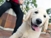 Comment choisir un COLLIER ANTI ABOIEMENT pour chien ? Comment choisir un COLLIER ANTI ABOIEMENT pour chien ?