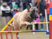 Retrouvez les principaux �v�nements des activit�s et du sport canin