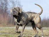 Fiches Races Chiens