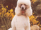 Fiches Races Chiens