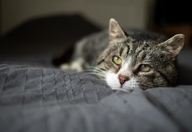 Arthrose, vision qui baisse : prendre soin d�un chat �g�