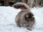 Le Chat des For�ts Norv�giennes