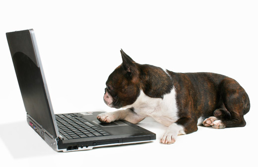 Chien au travail : bonne ou mauvaise id�e ?