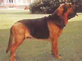 Fiches Races Chiens