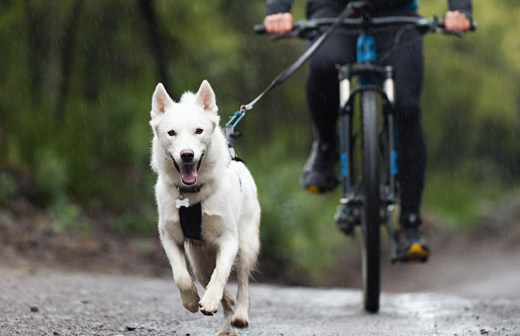 Faire du vélo avec son chien Faire du vélo avec son chien