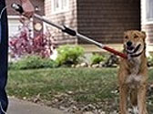Chiens dangereux : le projet de loi est adopt� en premi�re lecture par les d�put�s
