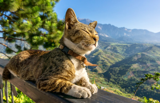 Comment habituer mon chat � vivre en ext�rieur ?