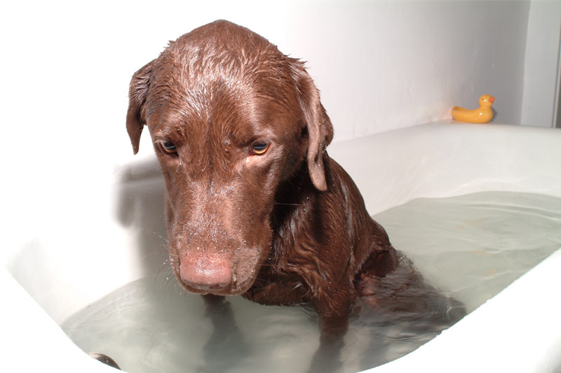 Comment laver son chien ? Comment laver son chien ?