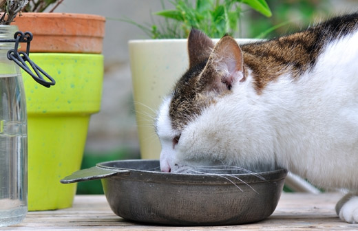 Comment rafraîchir son chat en été ? Comment rafraîchir son chat en été ?