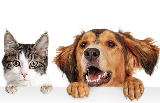 Comment rafraîchir son chien ou son chat en été ? Comment rafraîchir son chien ou son chat en été ?