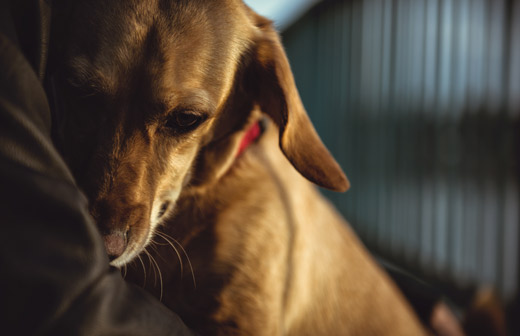 Comment reconna�tre les signaux d�apaisement du chien ?