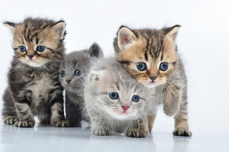 Comment s�occuper d�une port�e de chats ?