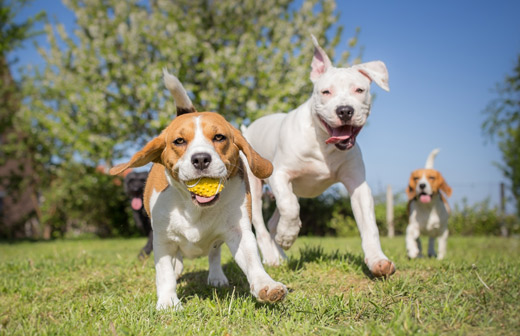 Les parcs canins, qu�est-ce que c�est ?