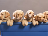 Documents obligatoires � l'achat d'un chien