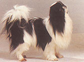 Fiches Races Chiens