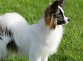 Fiches Races Chiens