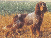 Fiches Races Chiens