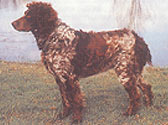 Fiches Races Chiens