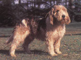 Fiches Races Chiens