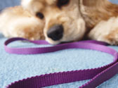 Comment choisir une LAISSE pour votre chien ? Comment choisir une LAISSE pour votre chien ?