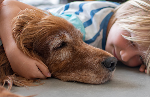Le sommeil du chien expliqu�