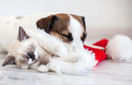 Comment passer les fêtes de fin d'année avec son animal de compagnie ? Comment passer les fêtes de fin d'année avec son animal de compagnie ?