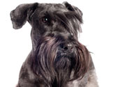 Votre animal vieillit, les points � surveiller