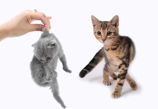 Chaton trouv� : que faire ?