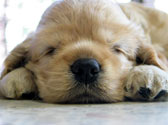 Pas question de vous tromper sur le choix de votre futur chien : vous allez passer du temps ensemble ! L'astuce ? en adopter un dont le caract�re s'adapte au votre