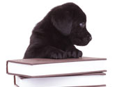 Quelles conditions faut il remplir pour d�tenir un chien susceptible d'�tre dangereux ?