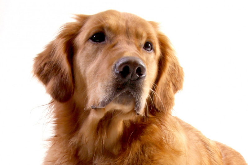 L�arthrose chez le chien : traitements naturels et conseils